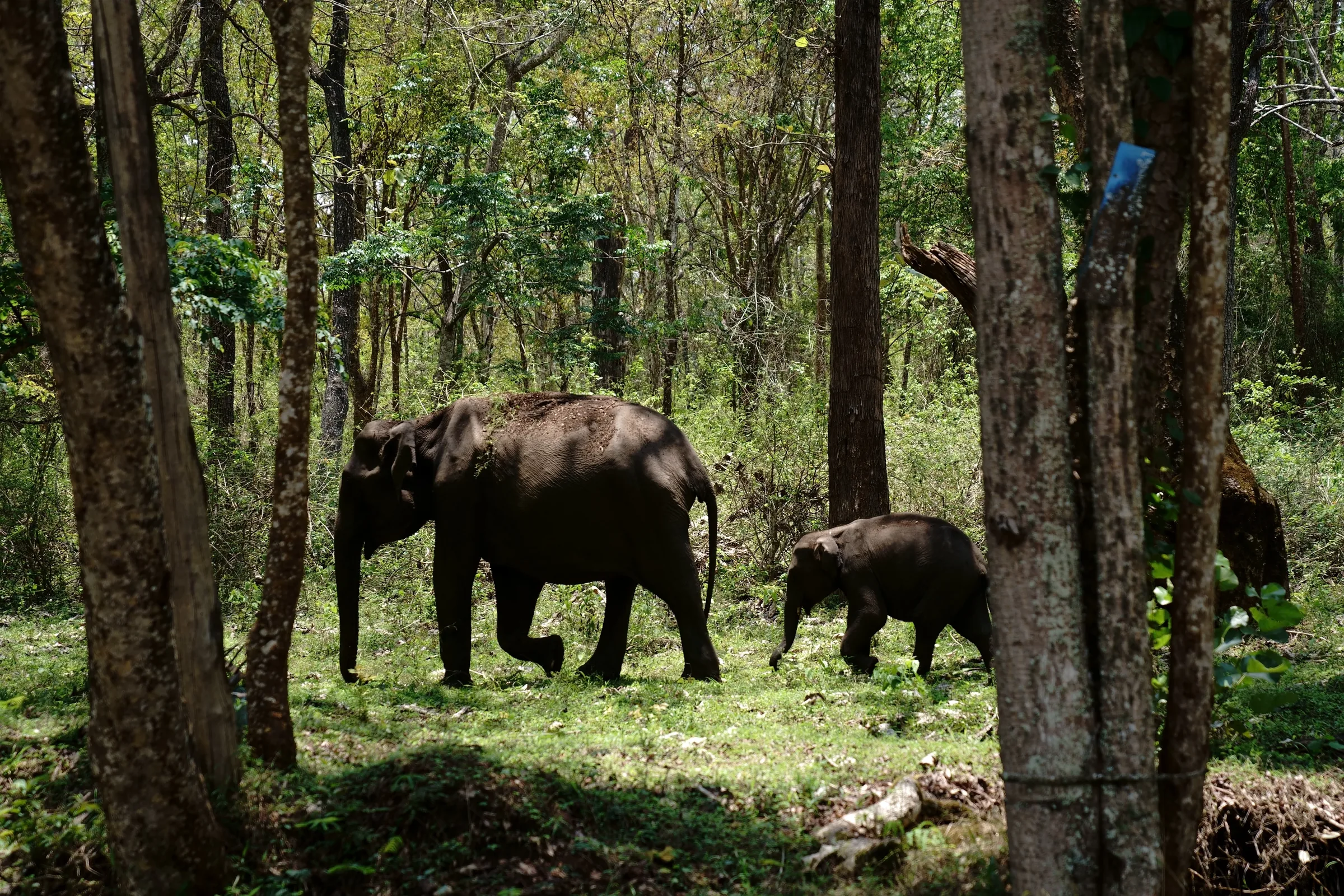 Elephants in Periyar
